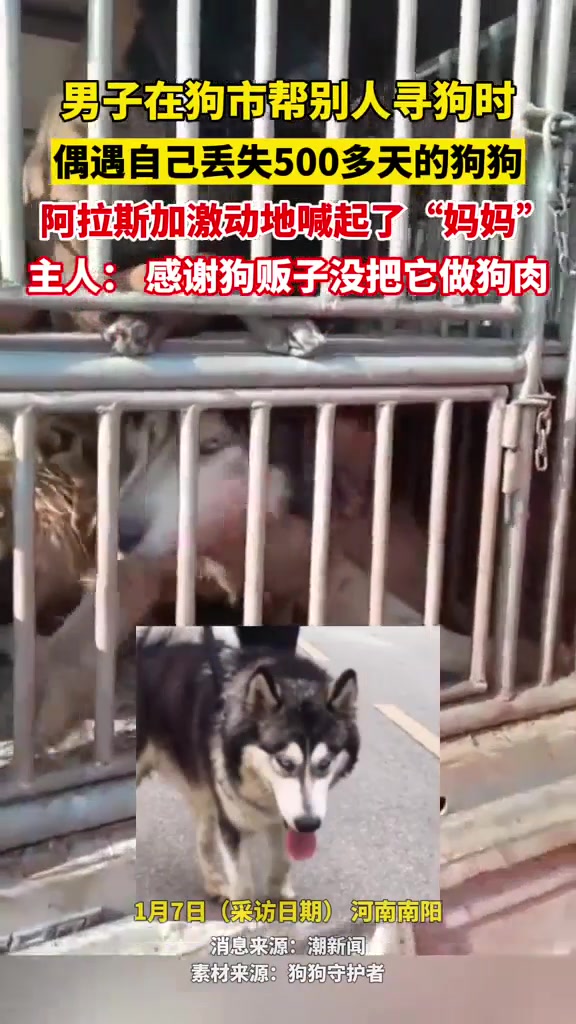 狗急的喊妈妈！男子在狗肉市帮人寻狗偶遇自己丢失的狗