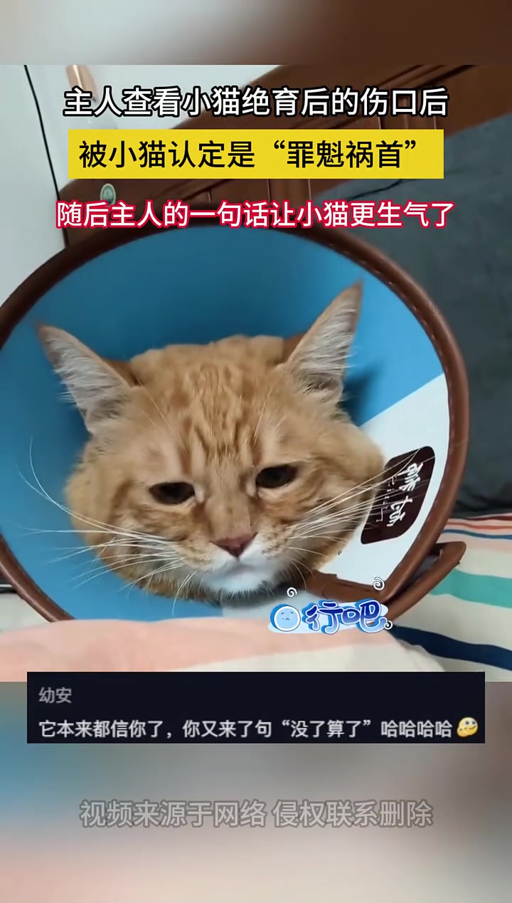 主人查看小猫绝育后的伤口后，被小猫认定是罪魁祸首