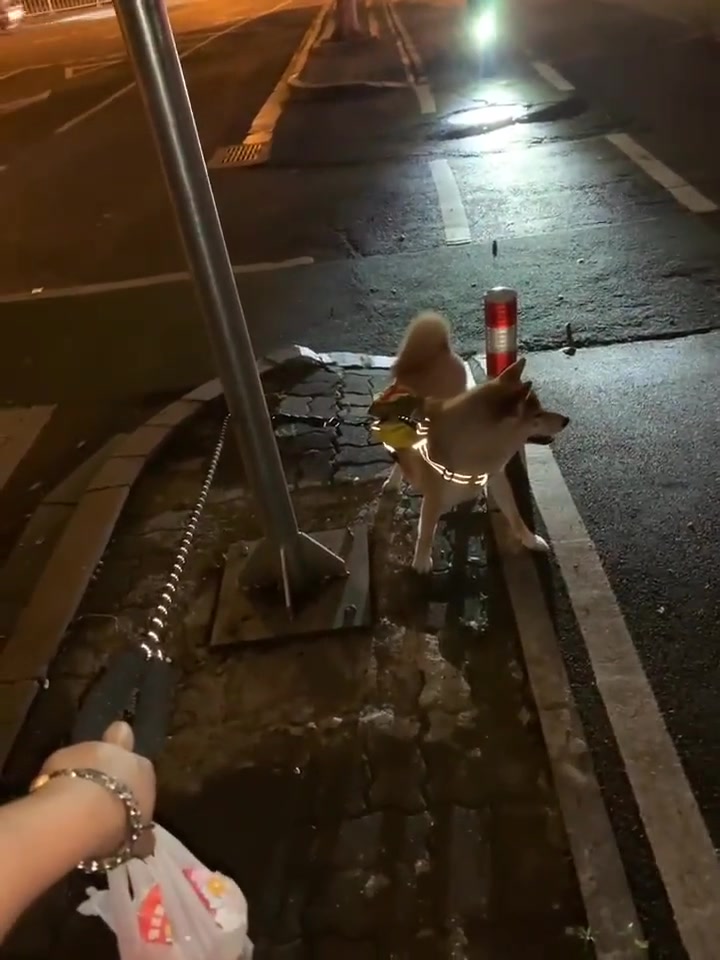 主人和狗子都很犟，看样子是狗子赢了
