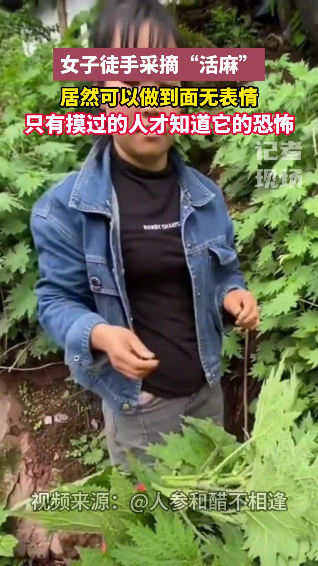 女子徒手采摘“活麻”，居然可以做到面无表情