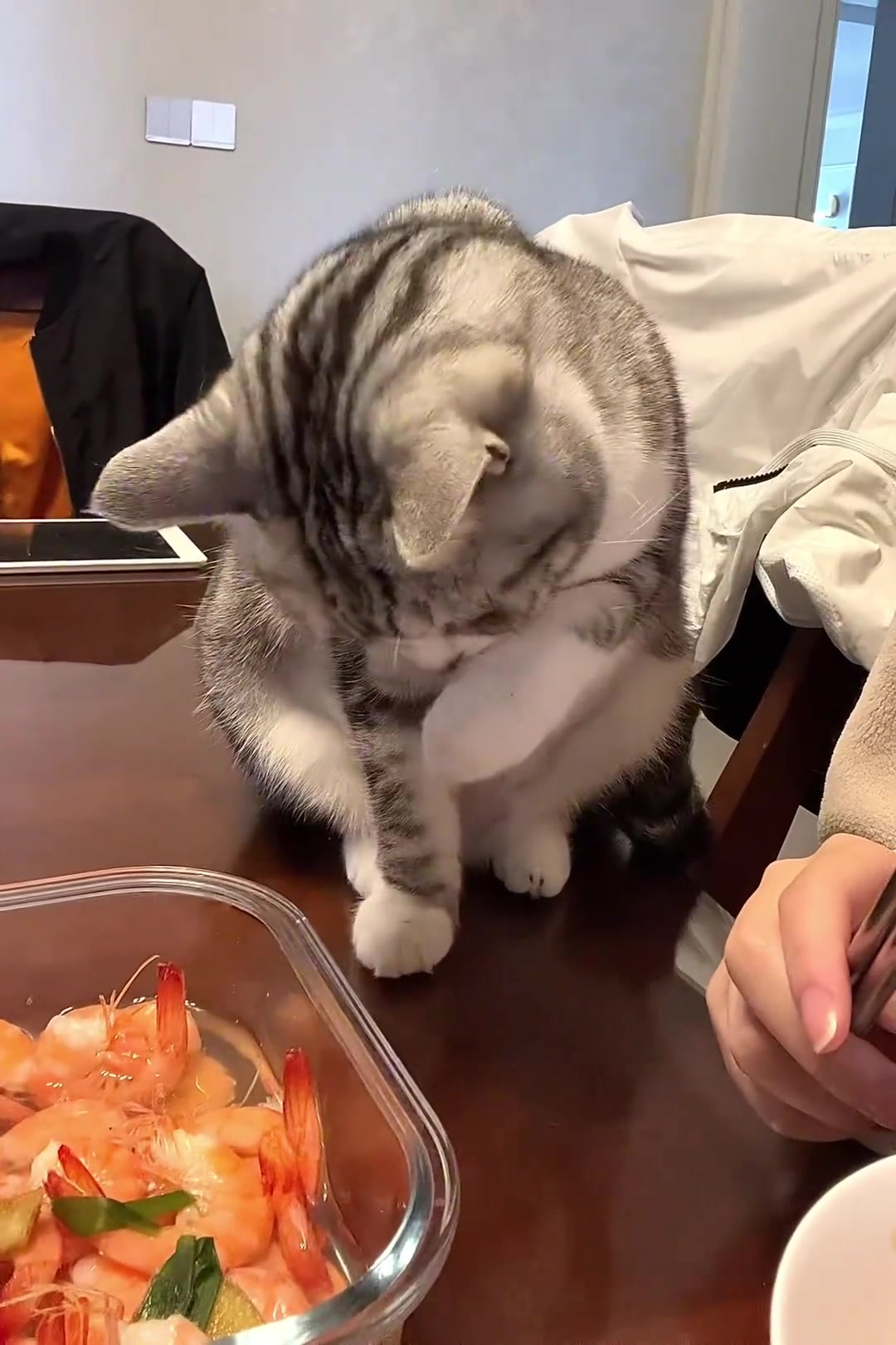礼貌讨饭的小猫一枚