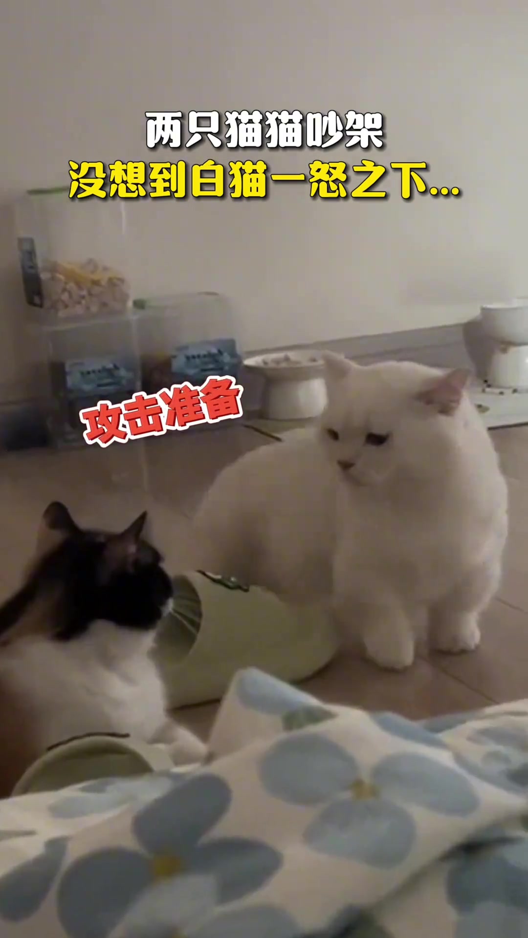 两只猫猫吵架，没想到白猫一怒之下...