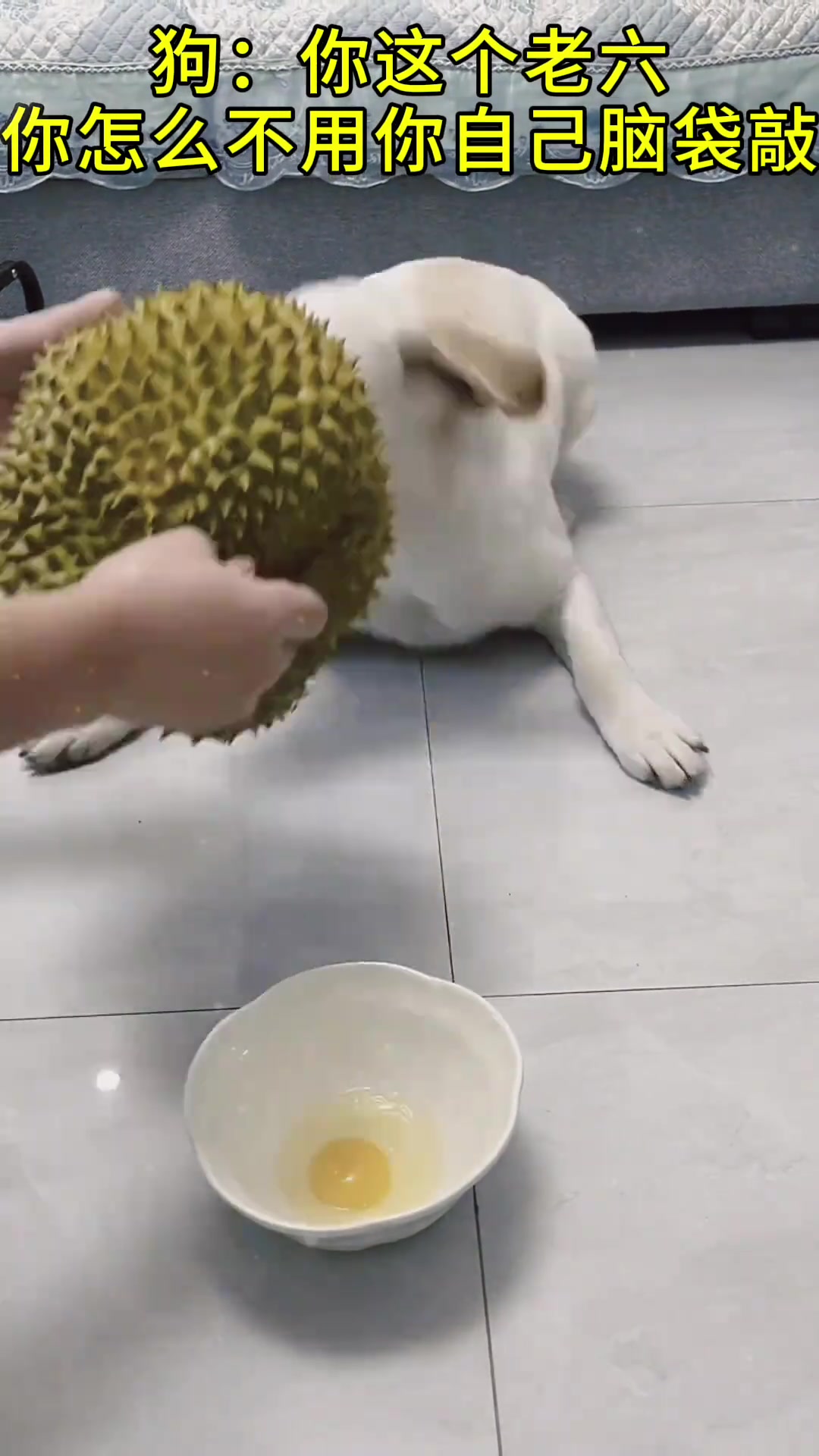 它是知道轻重的 这下急 了