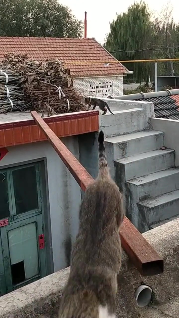 人走会怕 为啥猫 不怕