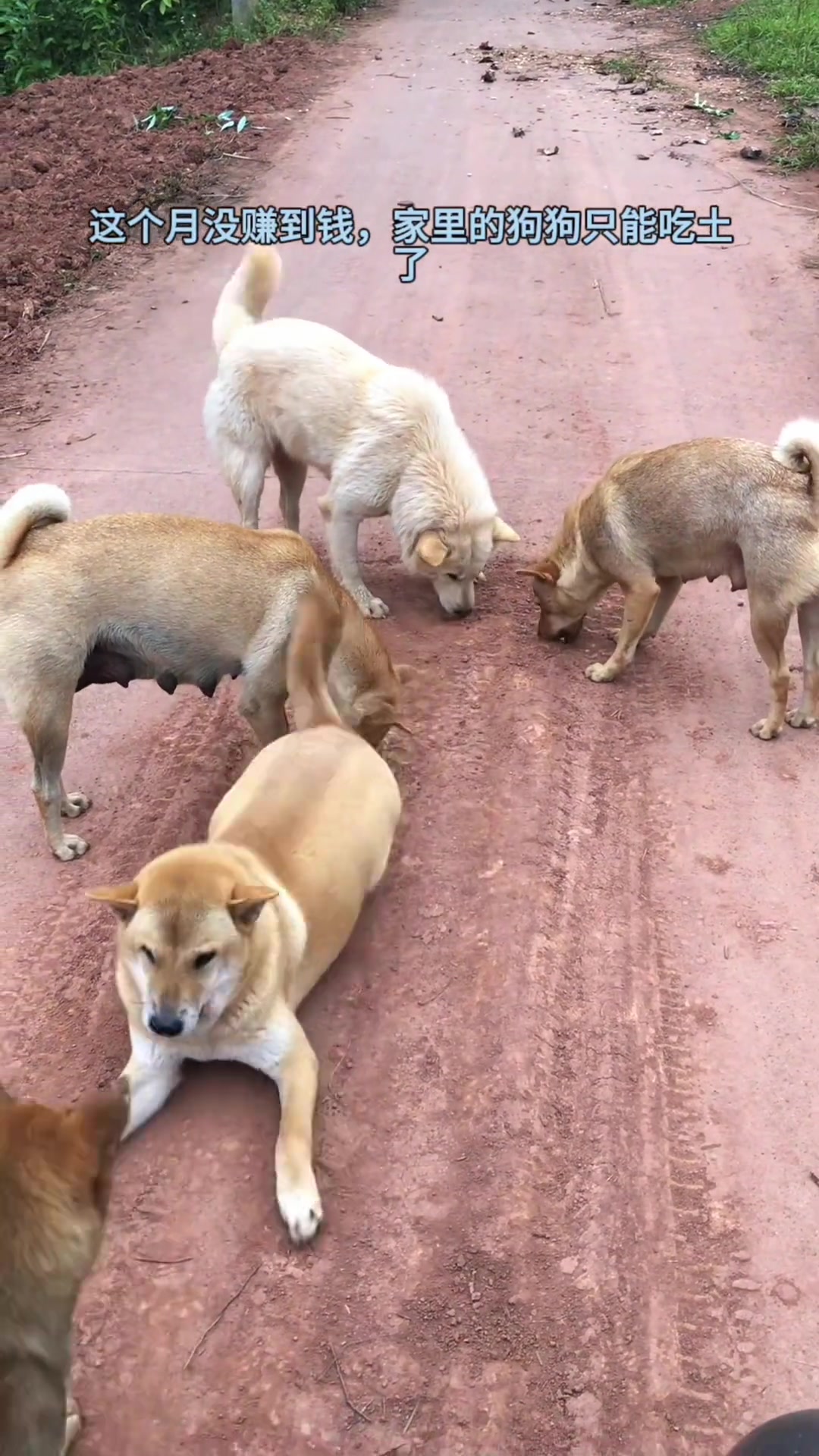 土狗，专门吃土的 哈哈