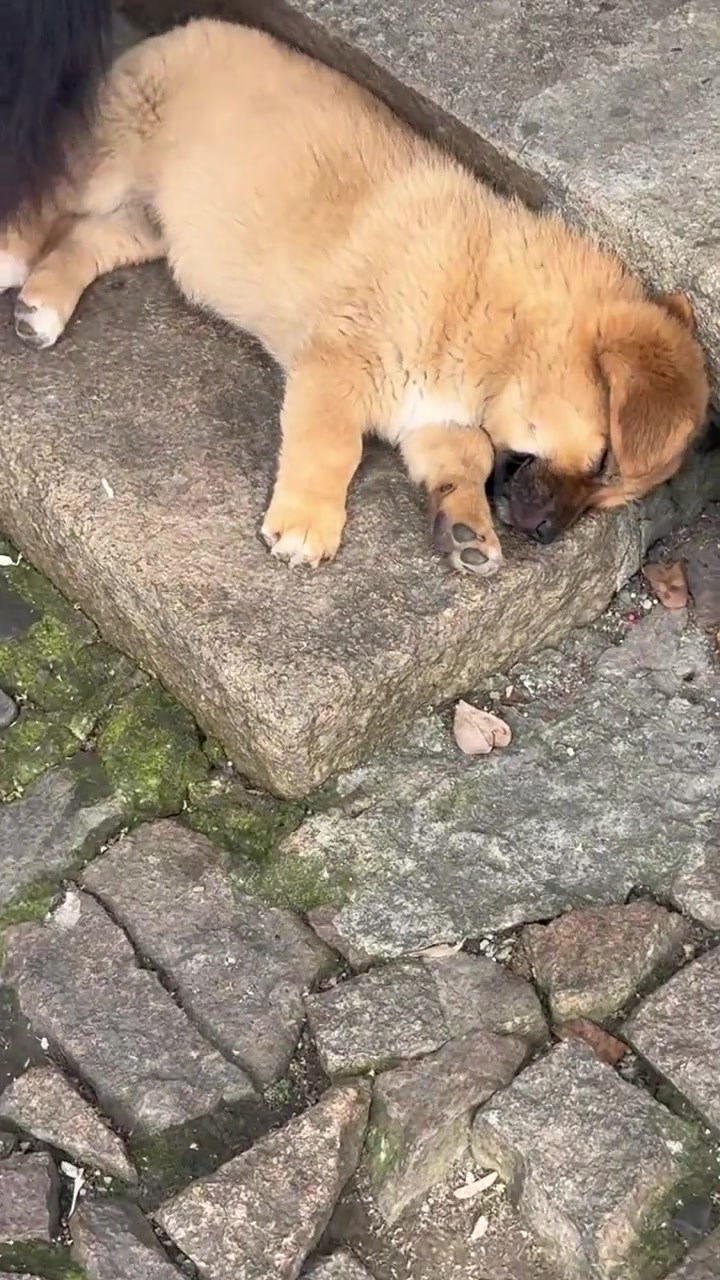 这小家伙骂的挺脏呀