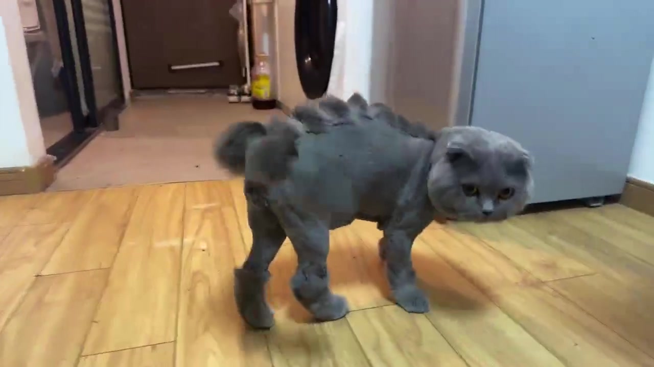 第一次见哥斯喵
