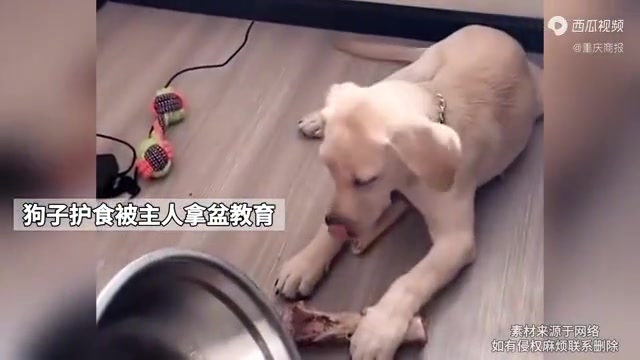 狗子护食 主人打后眼神清澈了不少