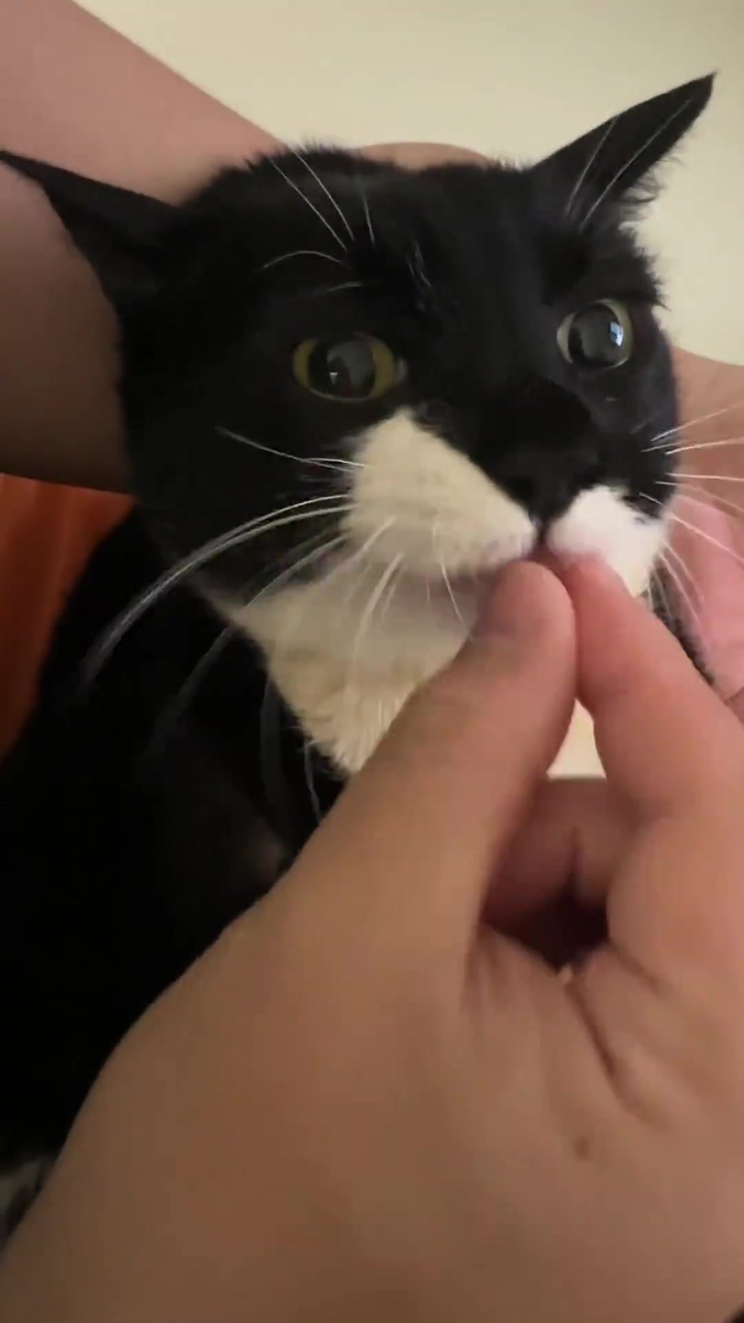 这只猫很好诠释了什么是 饭来张口