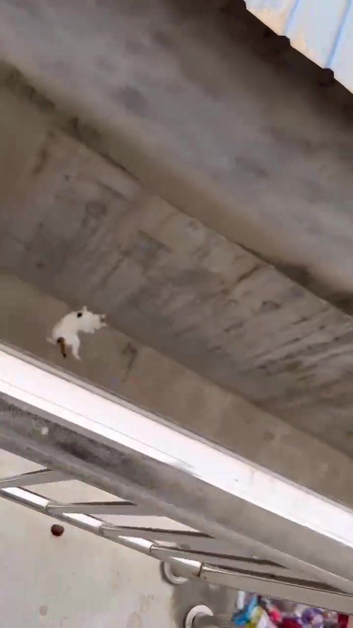 这猫会武功