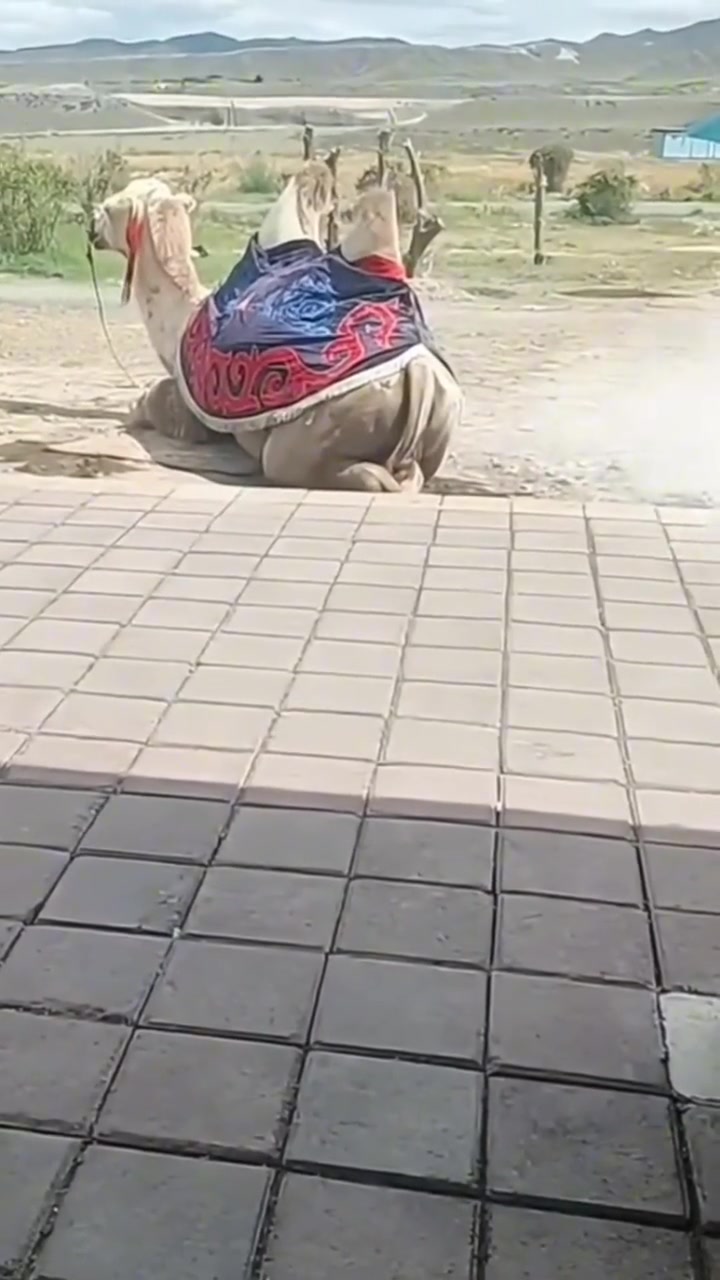 骆驼：哥们都要飞起来了