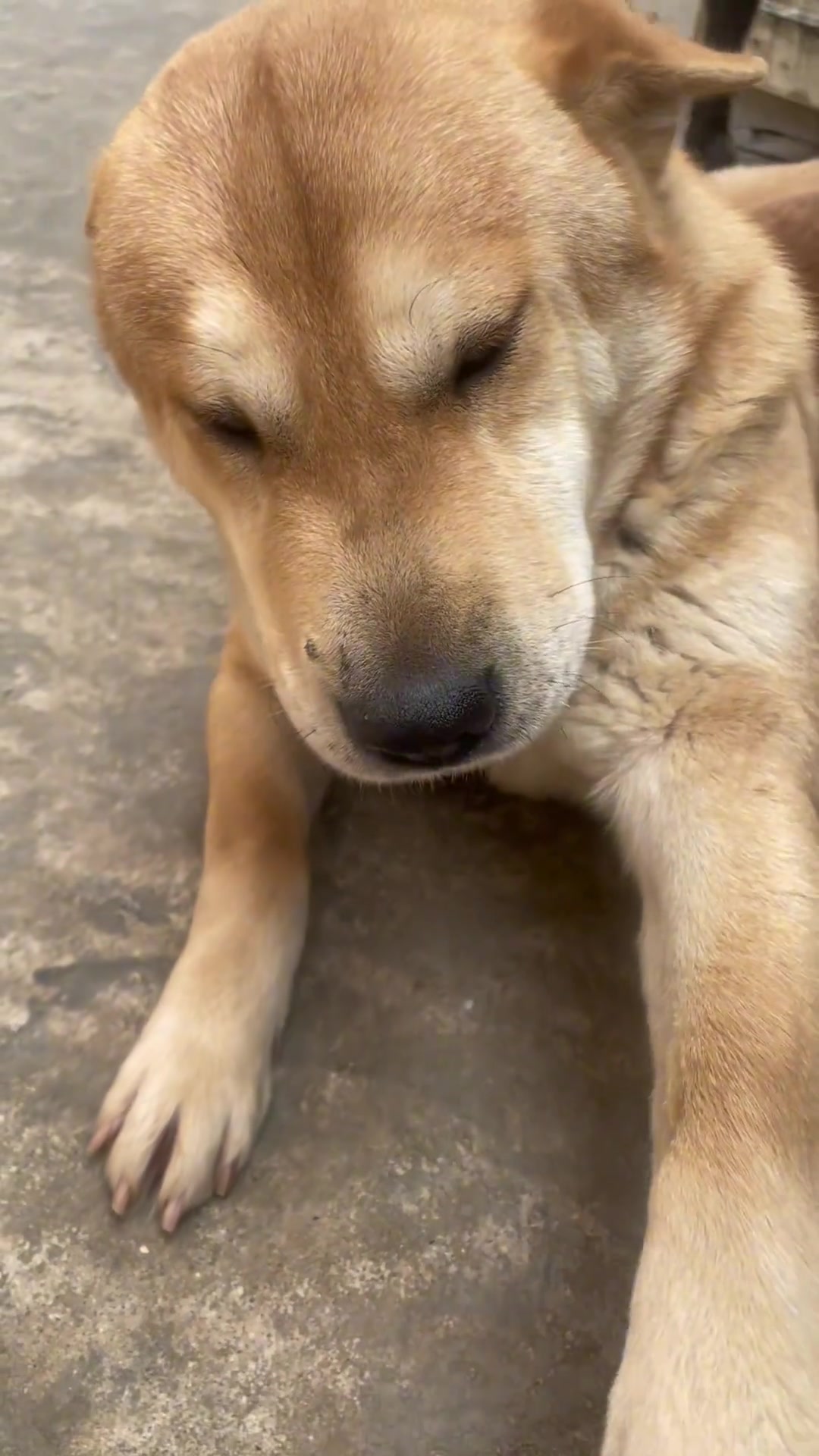 狗妹 就乐意天天跟你玩