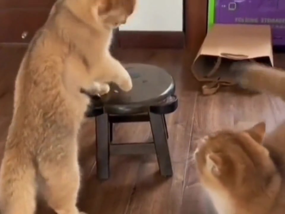 这是会舞狮的猫咪