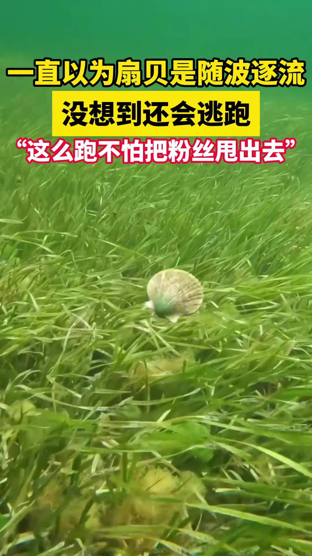 一直以为扇贝是随波逐流，没想到还会逃跑
