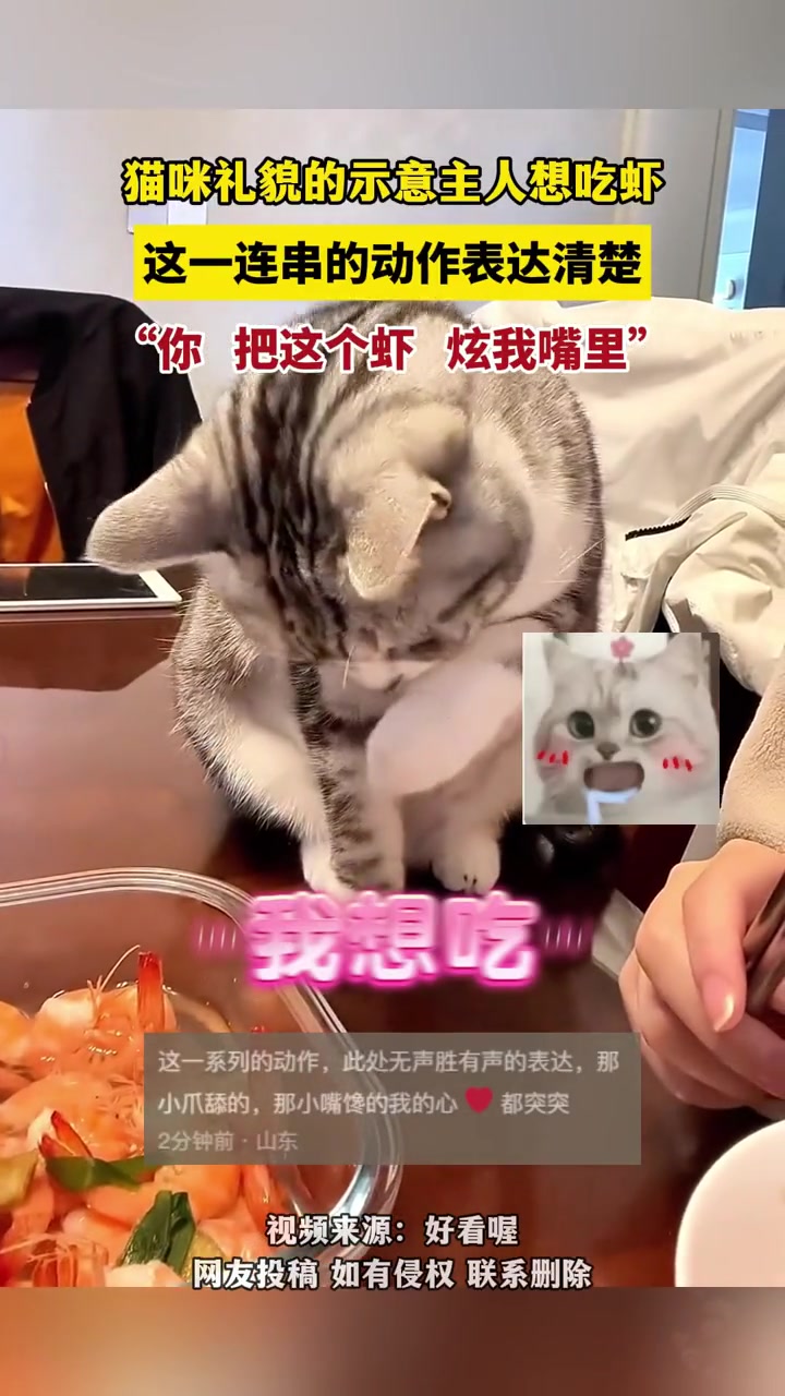 猫拍拍主示意自己想吃虾，好有礼貌的一只猫！