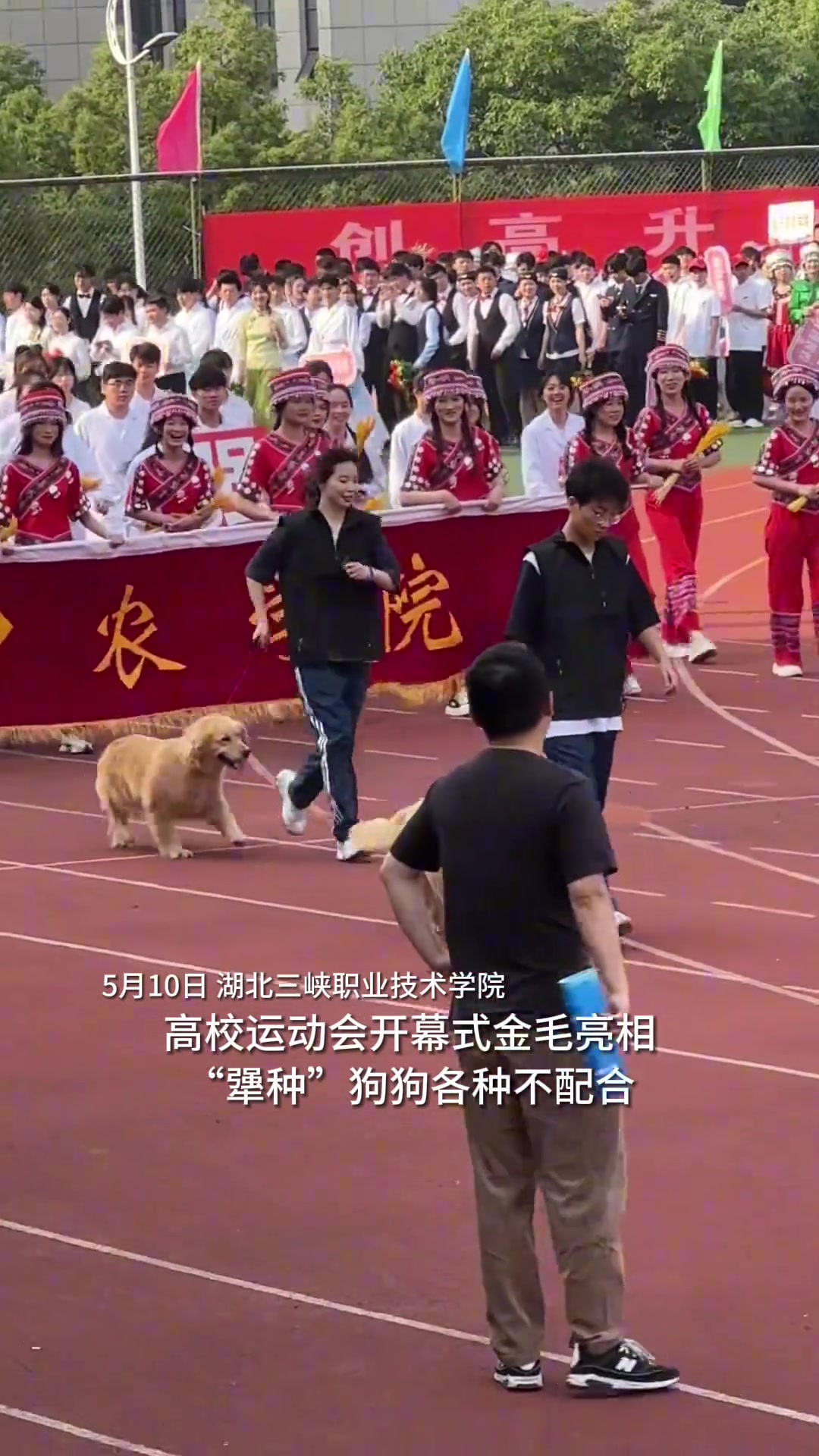 让小姐姐汗流浃背的“犟种”狗狗