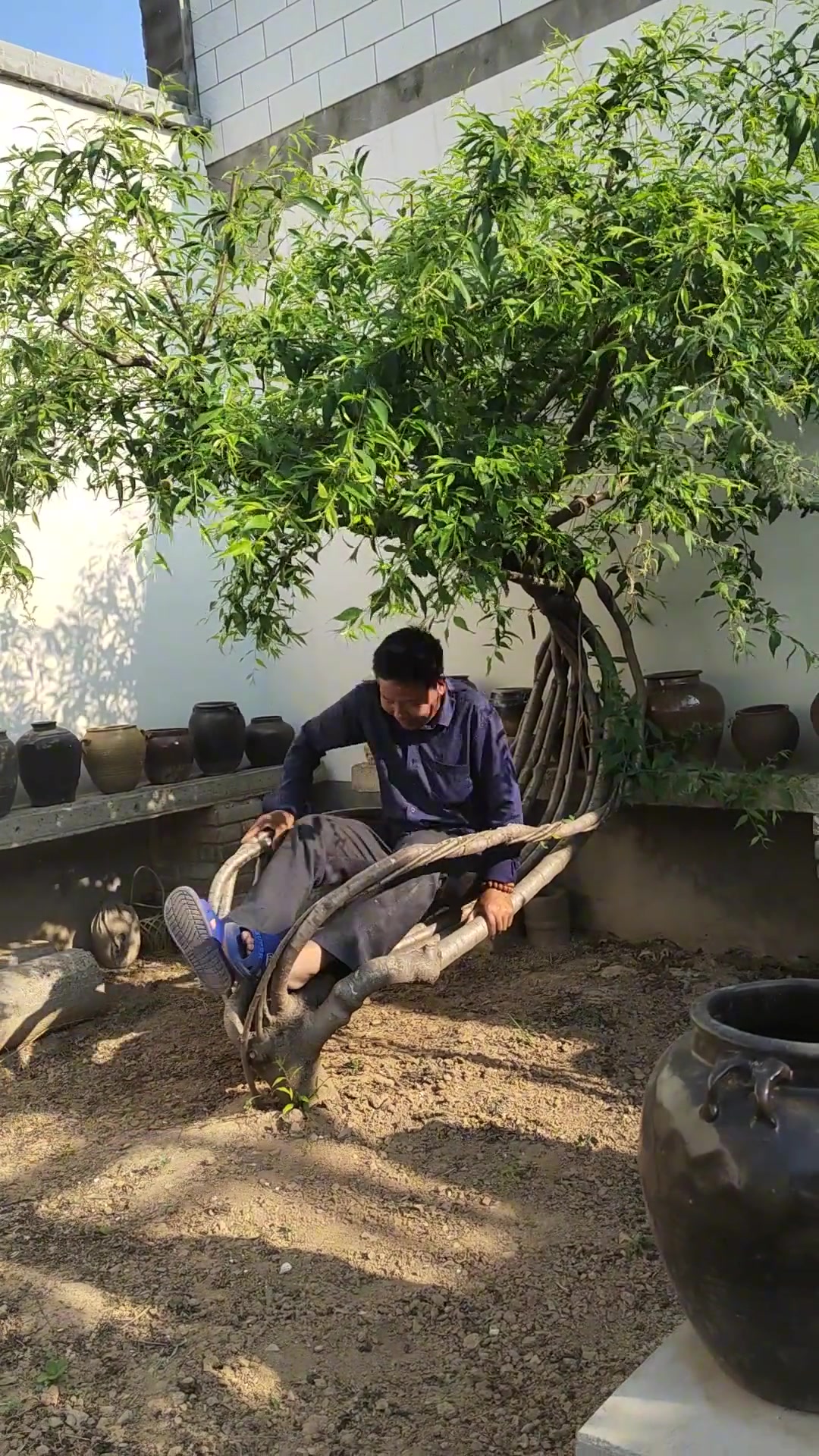 独特的造型树