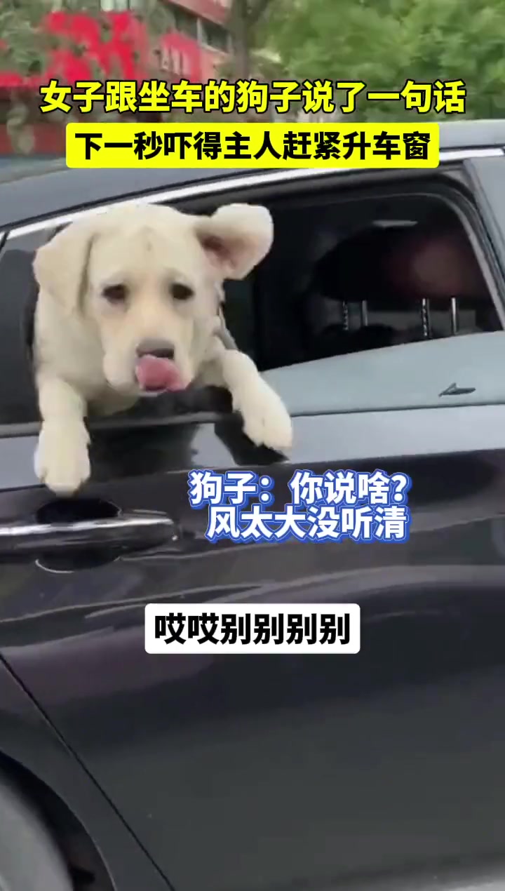 女子跟坐车的狗说了一句话 下一秒吓得主人赶紧升车窗