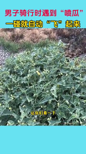 男子骑行时遇到“喷瓜”，一碰就自动“飞”起来