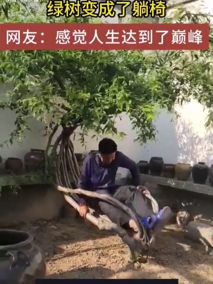 绿树变成了“躺椅” 这也太会长了吧