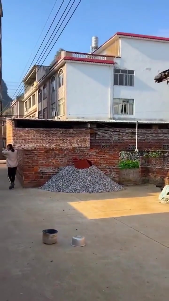 狗：我滴盆盆