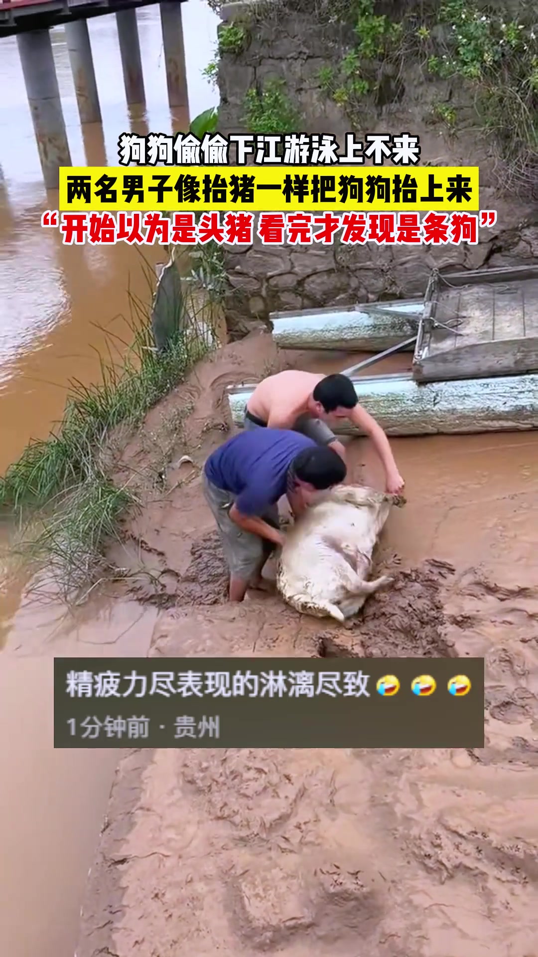 你看是啥？我第一眼以为抓猪呢[捂脸]