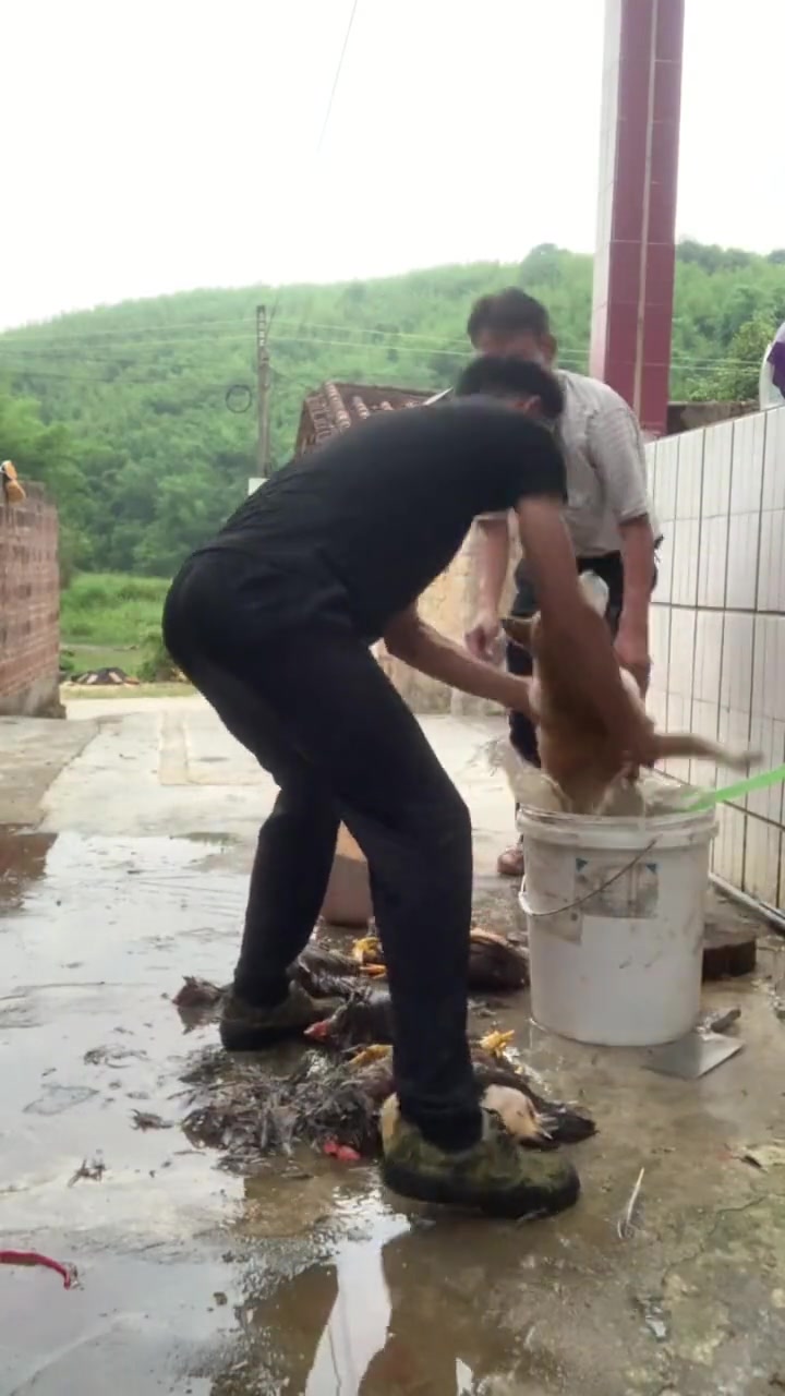 狗：这热闹凑的差点把自己狗命给搭进去了