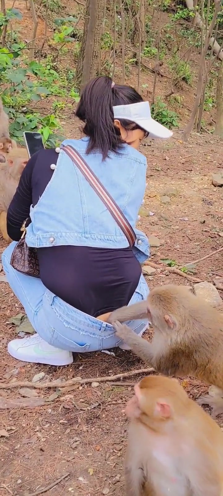 猴子：这家伙尾巴藏哪里了？