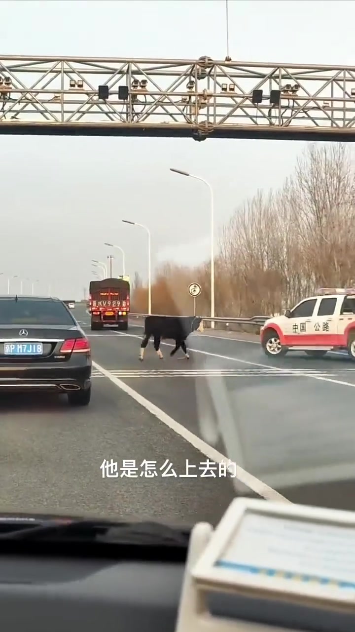 牛为啥别的车不撞，就顶那辆车