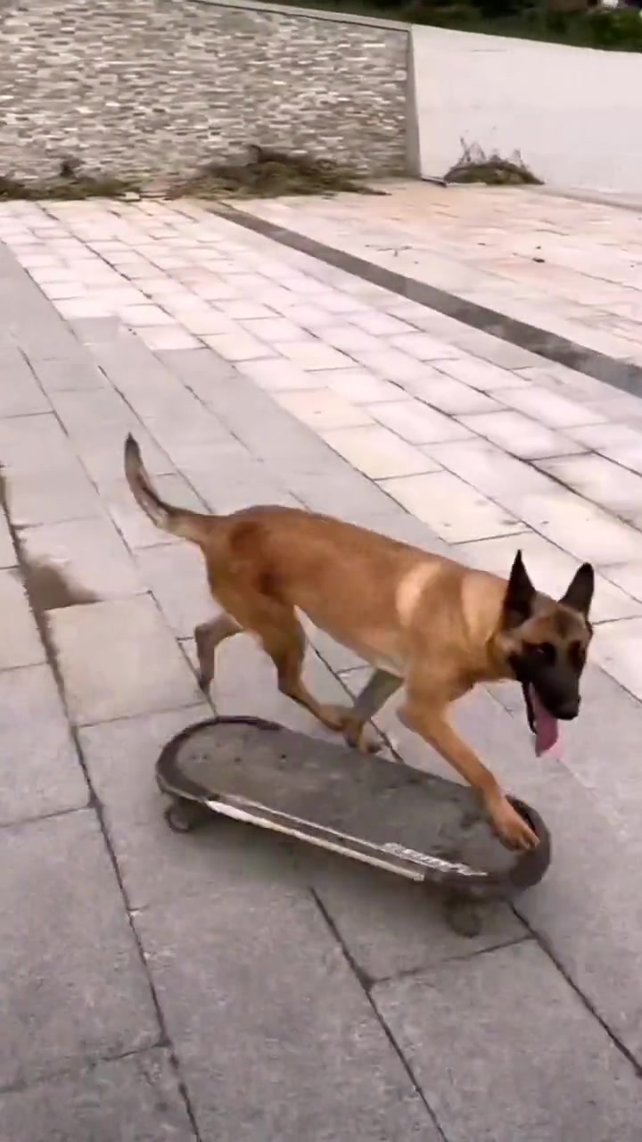 这个赞是给狗子的