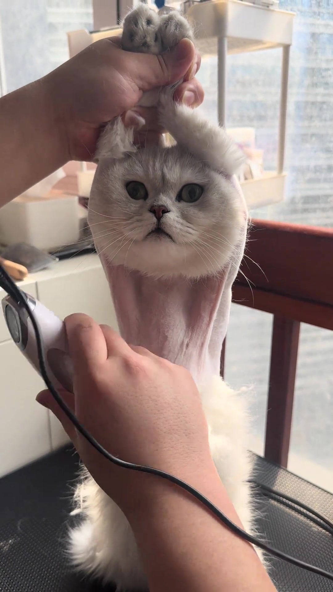 行走的蒲公英