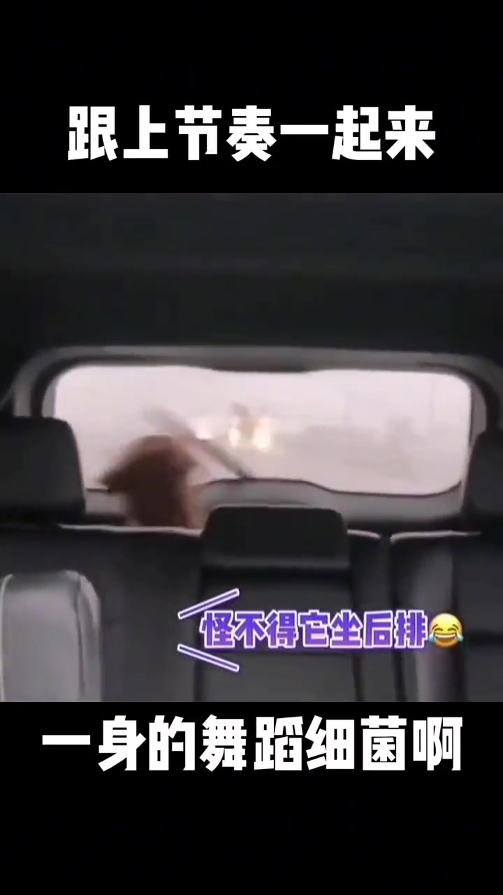 等我……我也要像它一样快乐