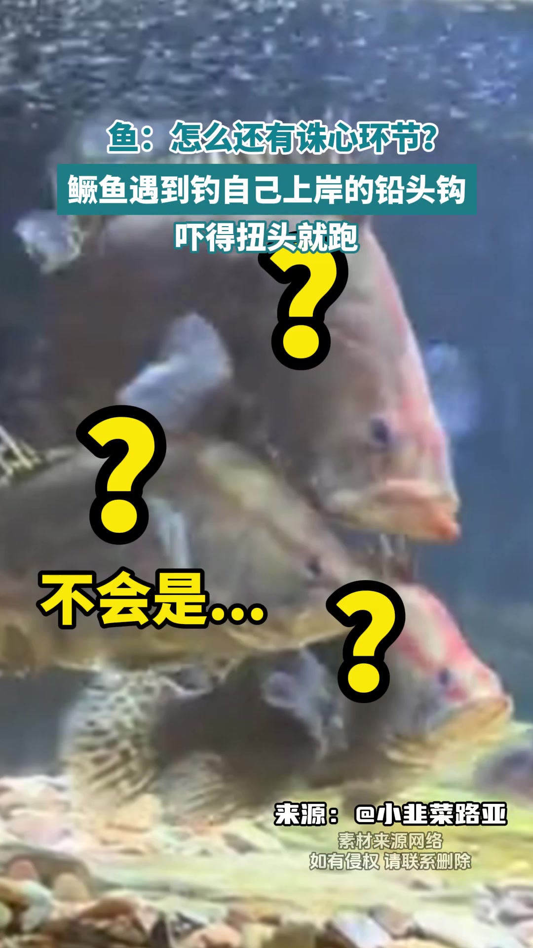 当鱼遇见钓自己上岸的鱼钩 ？......
