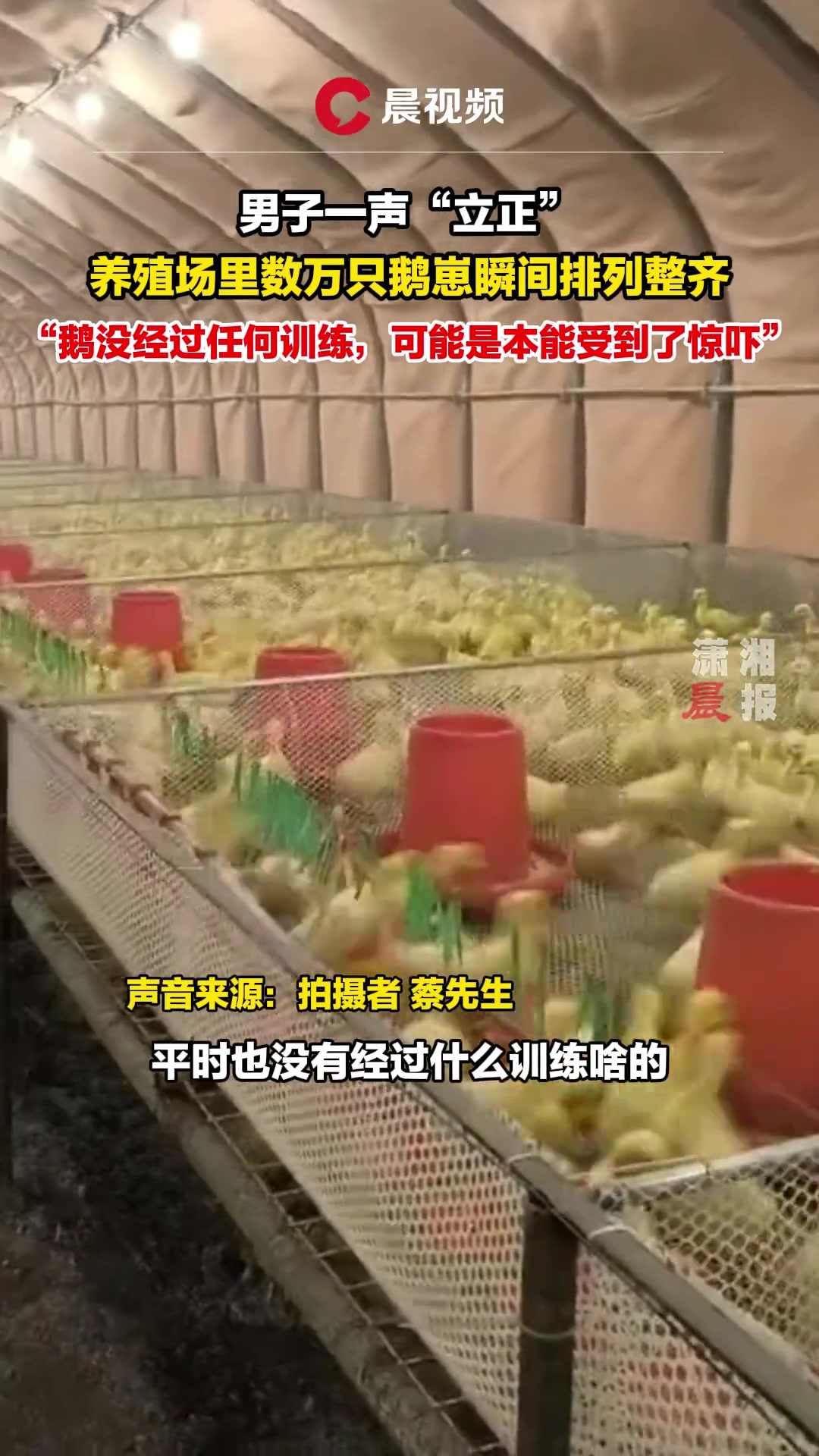 男子一声“立正”，养殖场里数万只鹅崽瞬间排列整齐