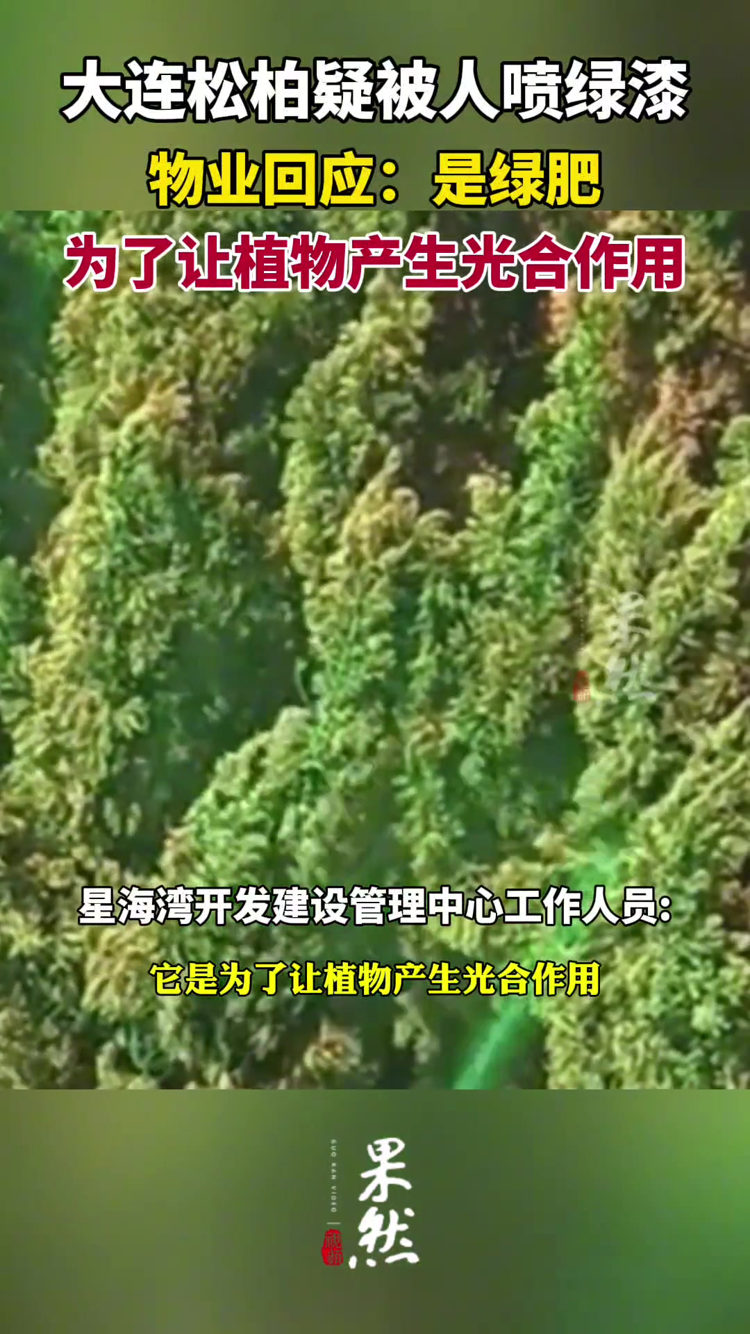 松柏疑被人喷绿漆？物业:是绿肥 让植物产生光合作用!