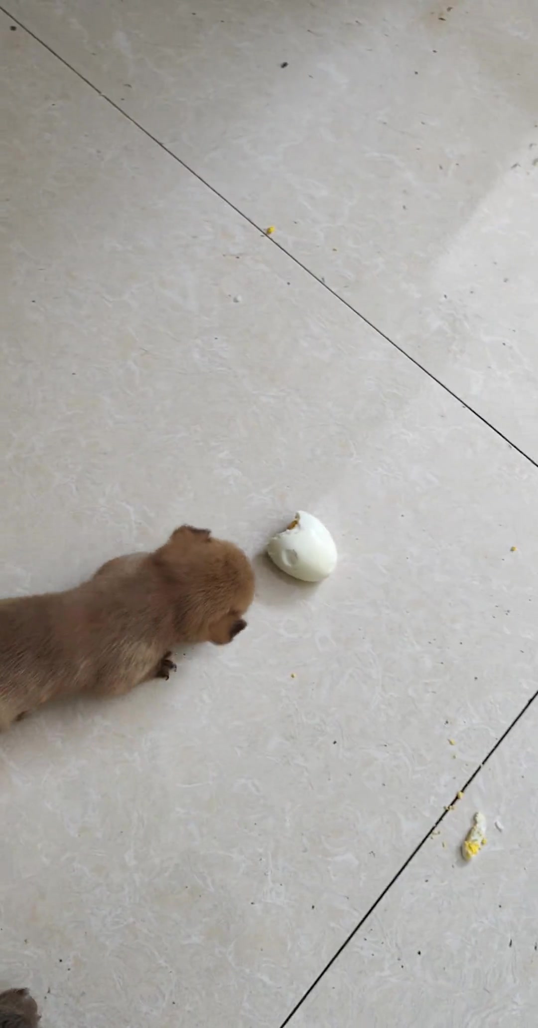 为了吃个鸡蛋差点跑出五厘地第一次吃鸡蛋的小奶狗！