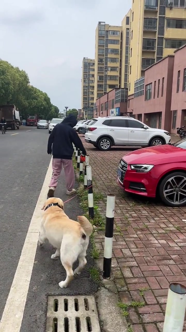 狗子：你在遛狗玩呢？我的耐心是有限的