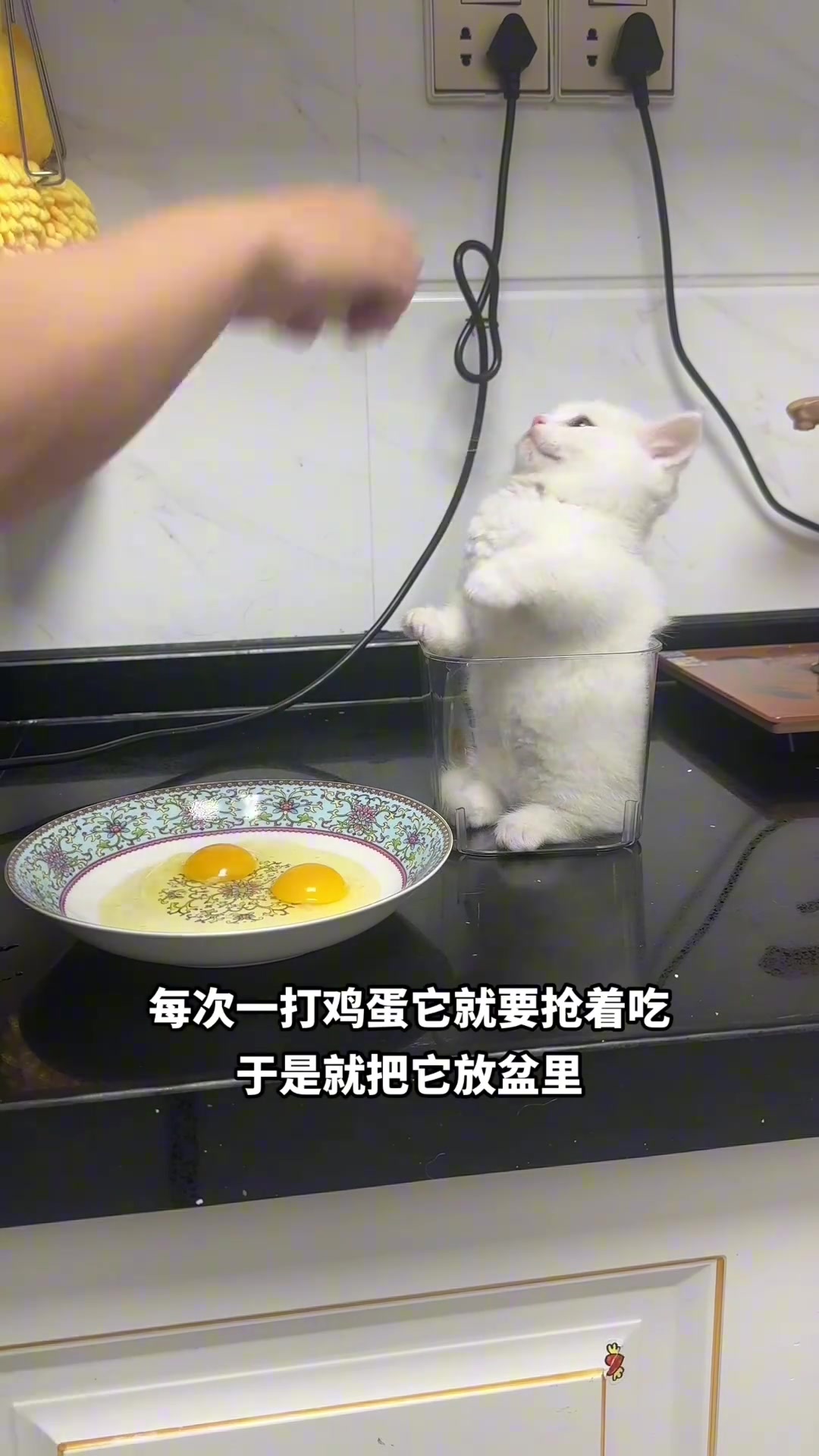 猫：好气人，手太短了打不到更生气了