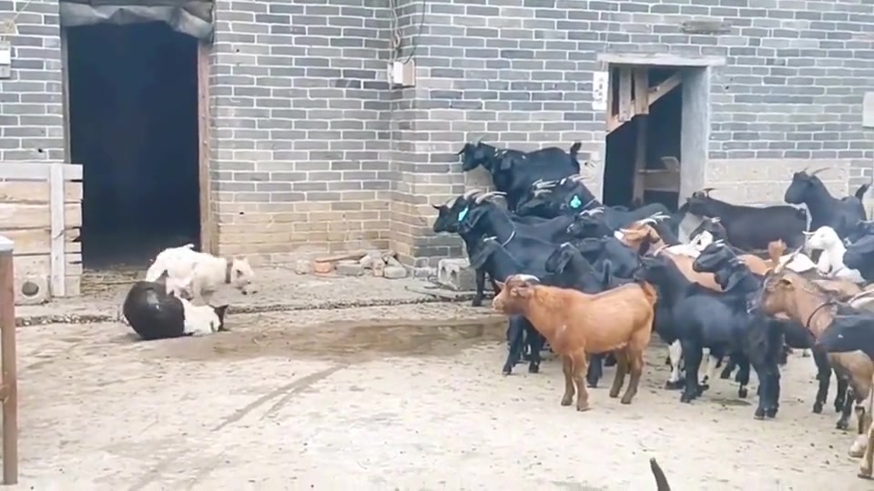 开晨会，两个领导打起来了