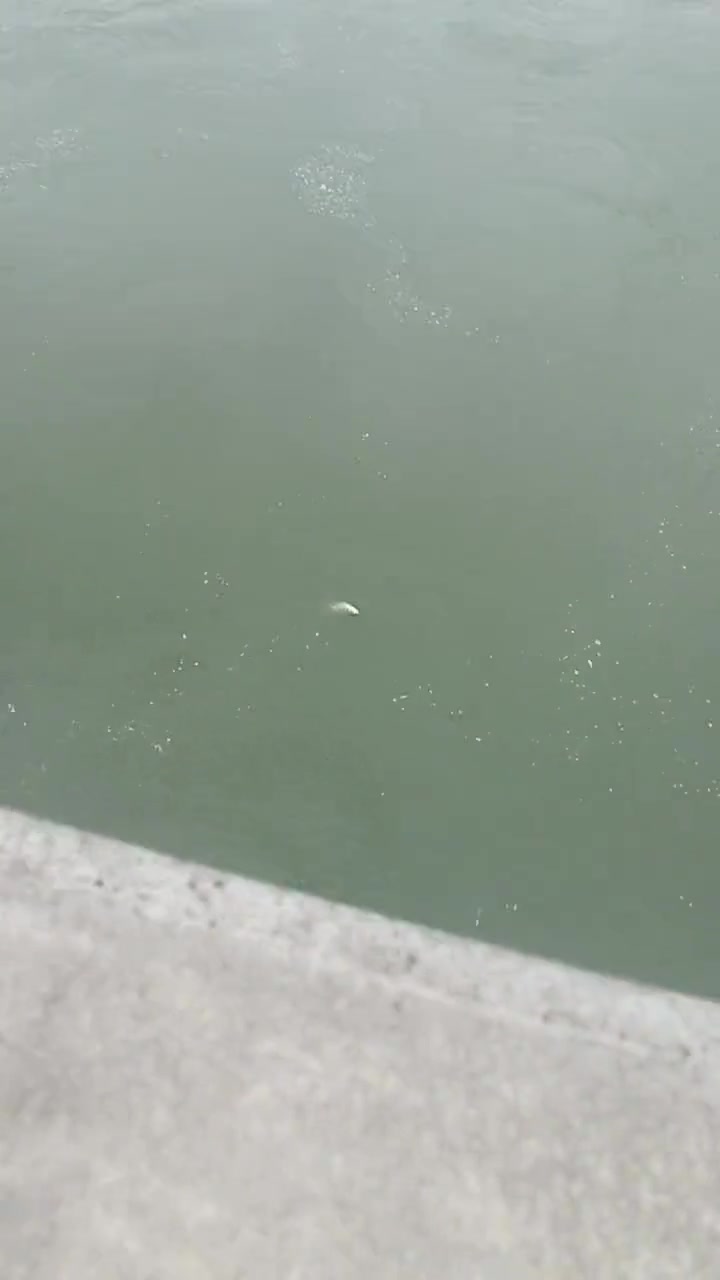 还以为是去救人，原来是捞两条溺水的鱼