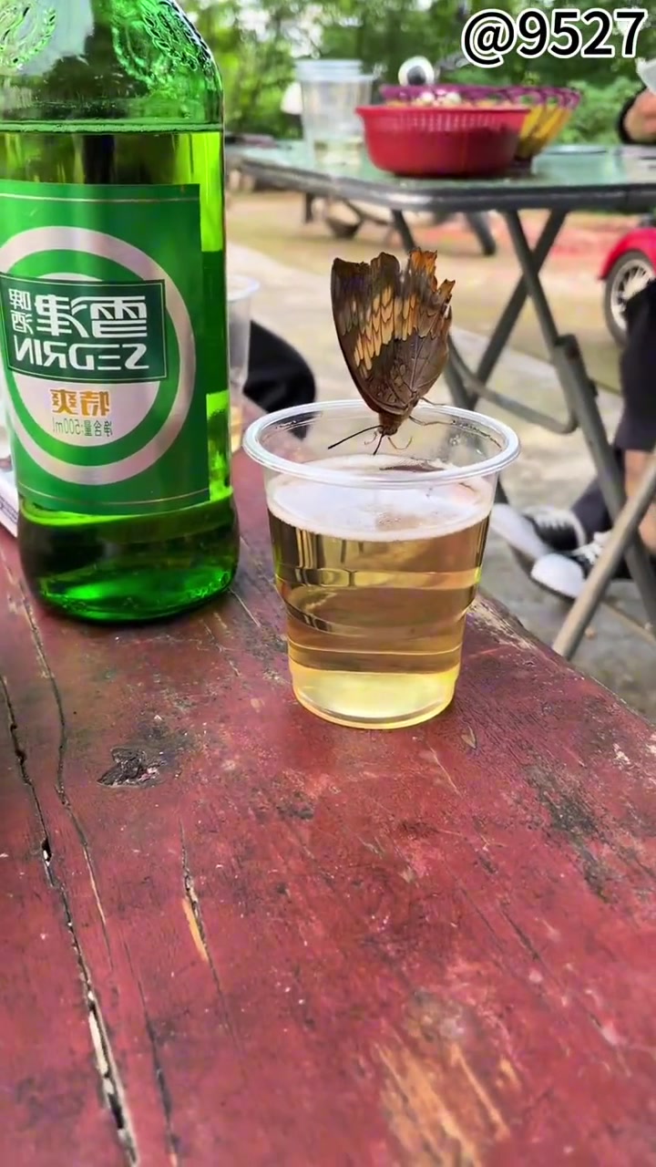 酒神蝴蝶，喝着喝着最后还醉了