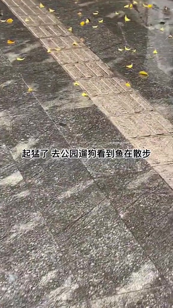 攀鲈，下雨天会搬家，外表粗糙却非常好吃