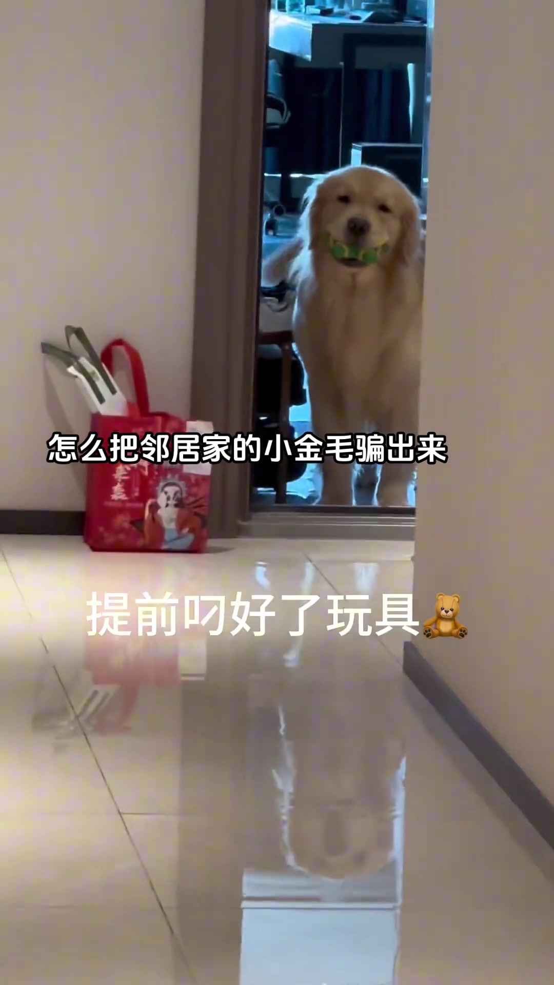 怎么把邻居家的小金毛骗出来