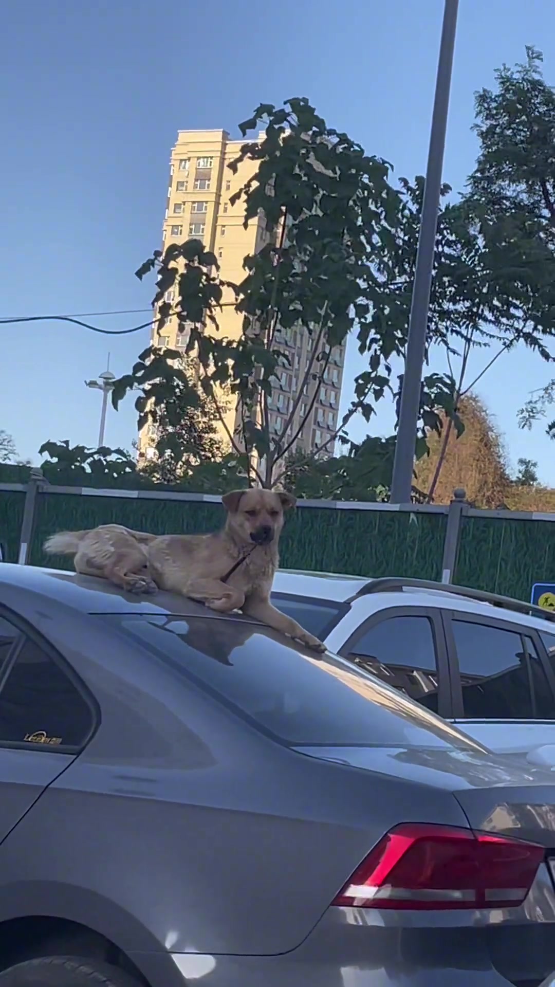 狗：对，就我咬的，你上法院告我去吧