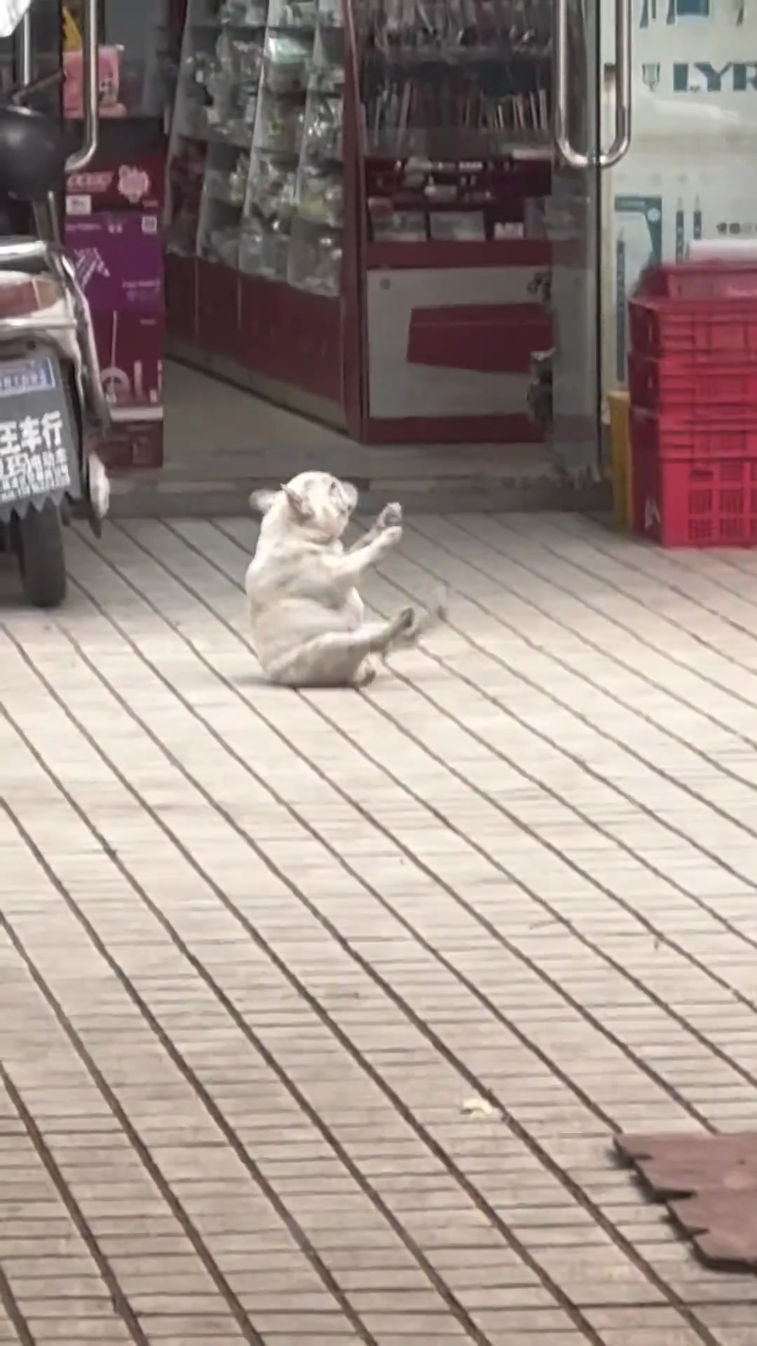 狗哥，你在干什么啊，狗哥