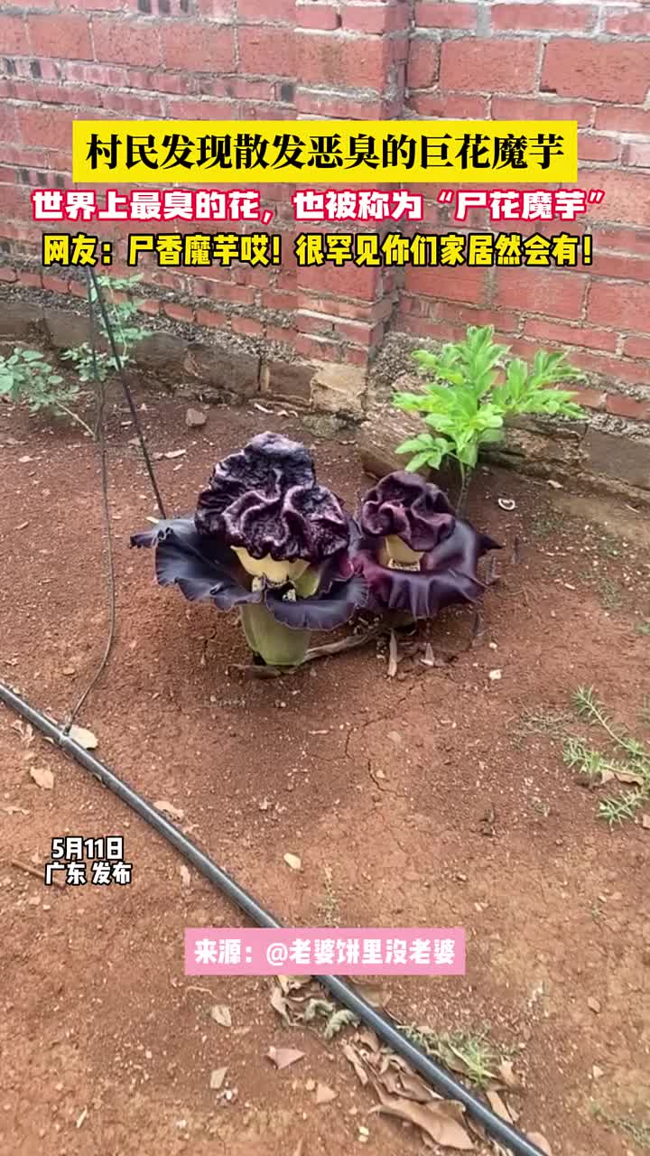 这是世界上最臭的花？