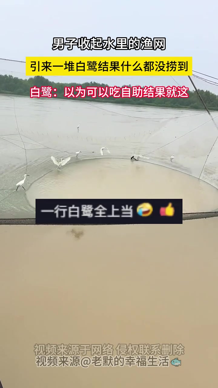 白鹭：以为可以吃自助，结果就这？！