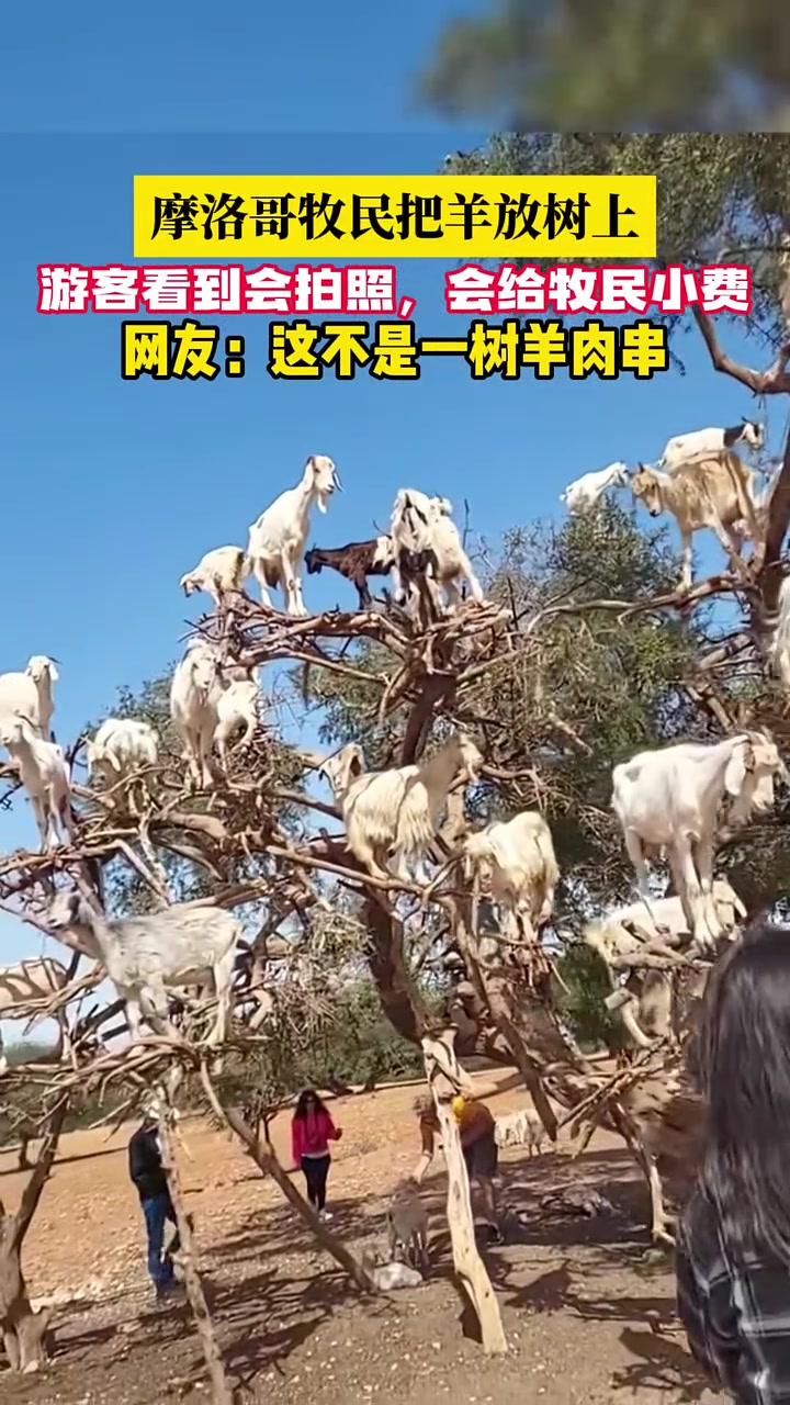 这不是一树的羊肉串吗？！