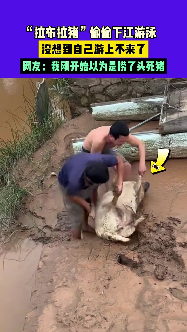 网友：我刚开始以为是捞了头死猪  