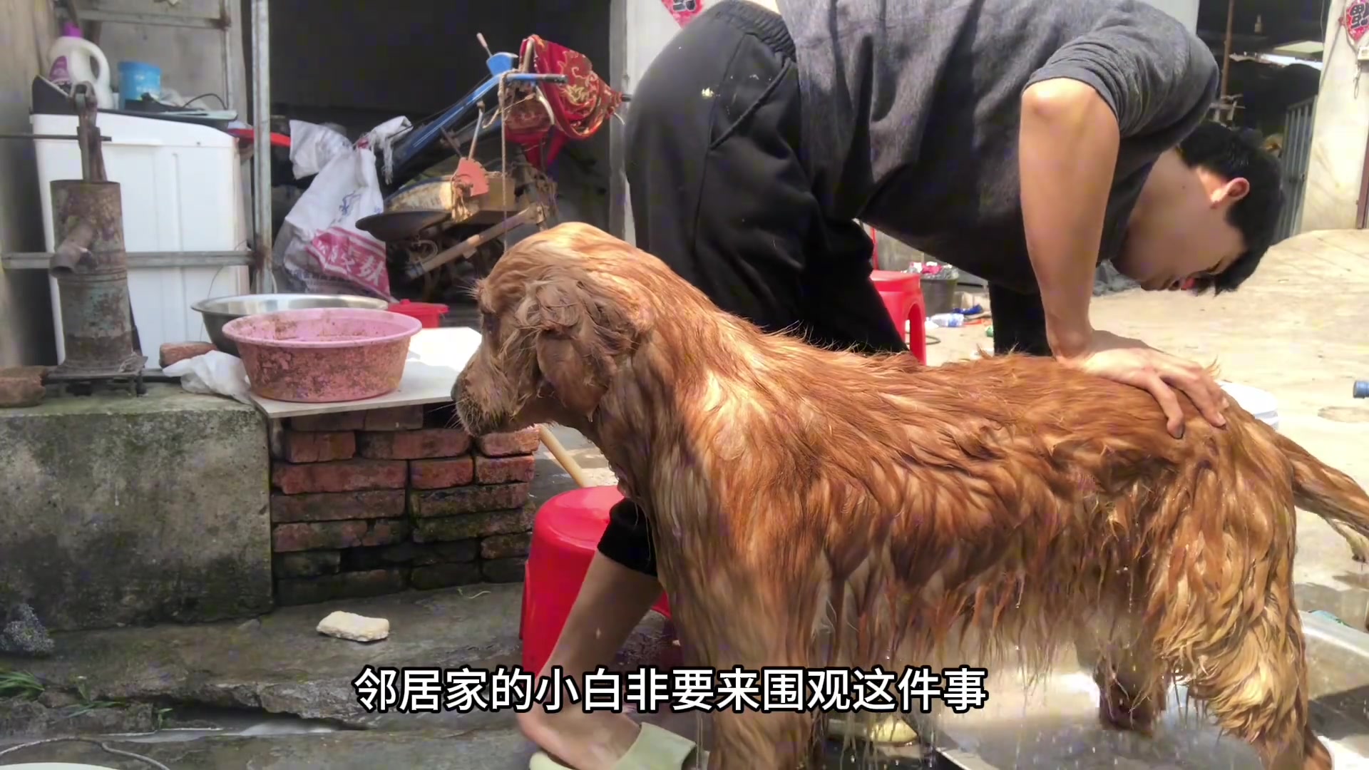 小白：谁懂啊 我只是来凑个热闹 宠物洗澡